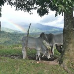 mother, calf, rainbow